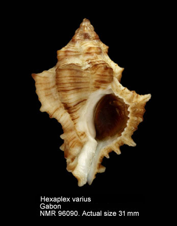 Hexaplex varius.jpg - Hexaplex varius (G.B.Sowerby,1834)